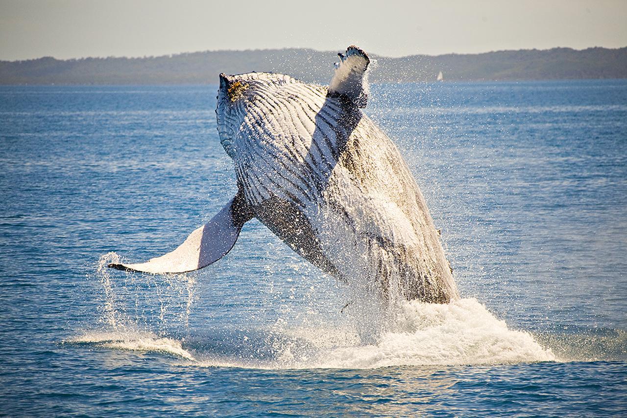 Ingenia Holidays 4* Hervey Bay